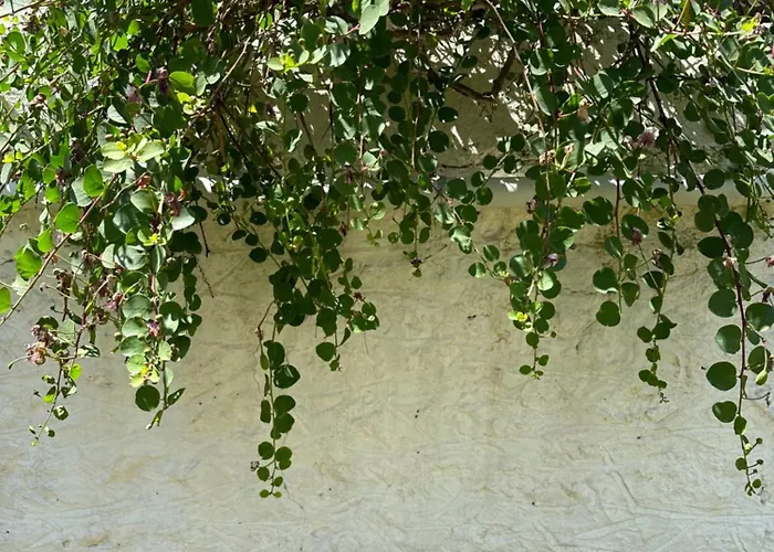 Alexander House Hébergement de vacances *